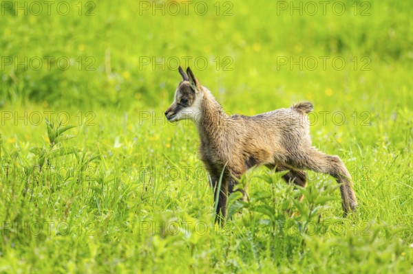 Chamois (Rupicapra rupicapra) youngster (fawn) standing on a meadow, Austria