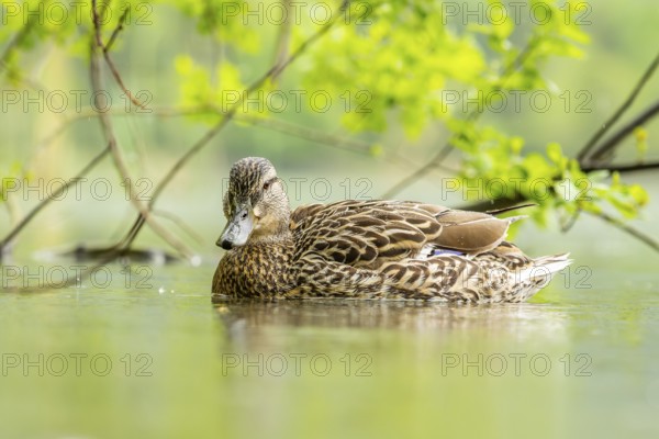 Wild duck (Anas platyrhynchos) female swimming in a lake, Bavaria, Germany