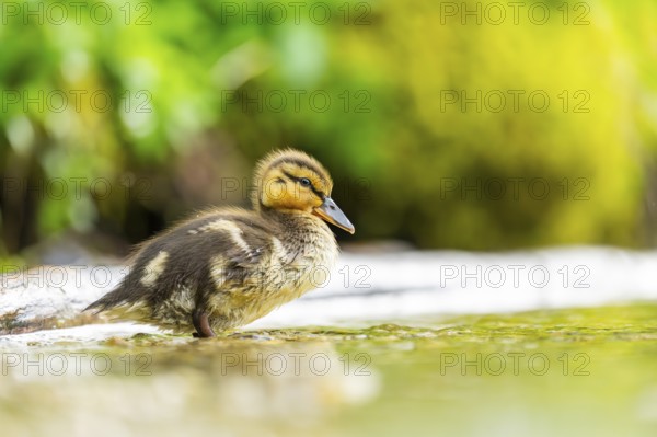 Wild duck (Anas platyrhynchos) chick standing at the schore of a little lake, Bavaria, Germany