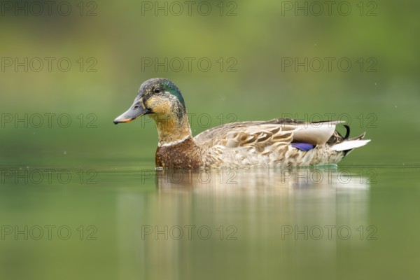 Wild duck (Anas platyrhynchos) male swimming in a lake, Bavaria, Germany