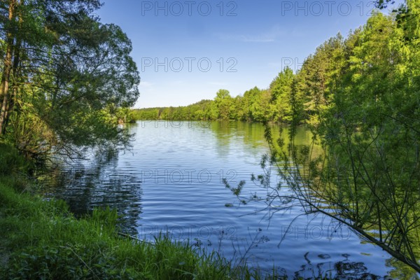 Landscape of a little lake on a sunny day in spring, Upper Palatinate, Bavaria, Germany
