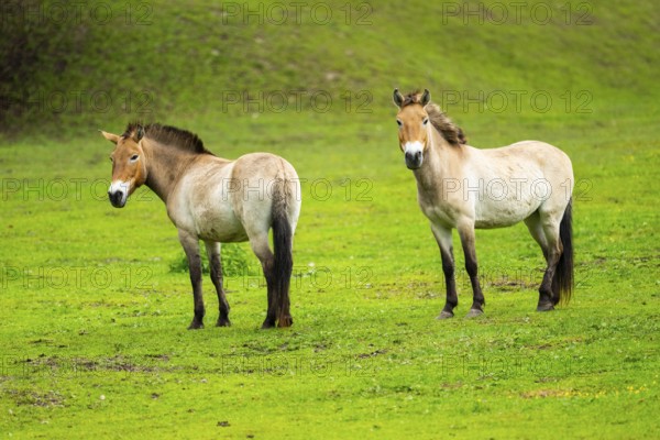 Przewalski's horse (Equus ferus przewalskii) standing on a meadow, Austria, Germany