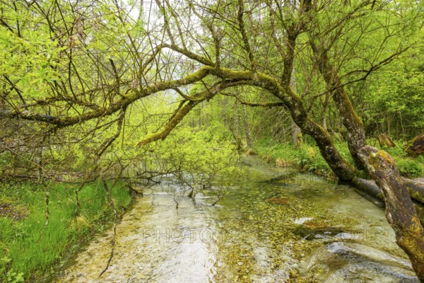 Lanscape of a little stream flowing through the forest in spring on a rainy day, Bavaria, Germany