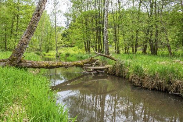 Lanscape of a little stream flowing through the forest in spring on a rainy day, Bavaria, Germany
