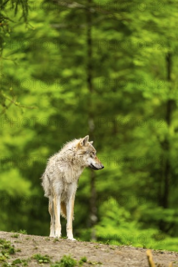 Eurasian wolf (Canis lupus lupus) in a forest, Austria