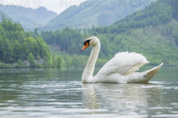 Mute swan (Cygnus olor) swimming on a lake, Austria