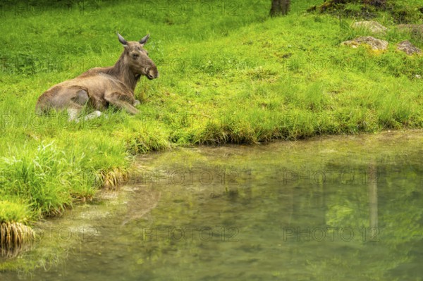 Eurasian elk (Alces alces) lying next to a little lake, Austria