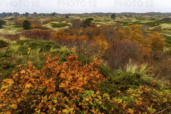 Dune sheep of Ostplate, in the east of the East Frisian island of Spiekeroog, autumn, brown dunes, Lower Saxony, Germany