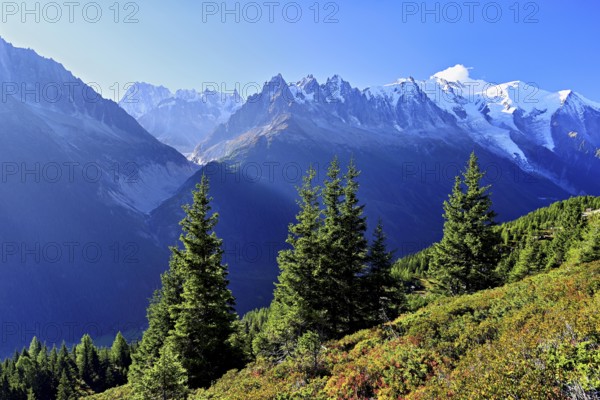 Mountain forest in an autumnal landscape with the snow-covered Mont Blanc massif in the background, Chamonix-Mont-Blanc, Haute-Savoie, France