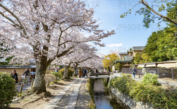 Footpath along a canal, cherry blossoms in spring, Philosopher's Path or Tetsugaku no michi, Kyoto, Japan