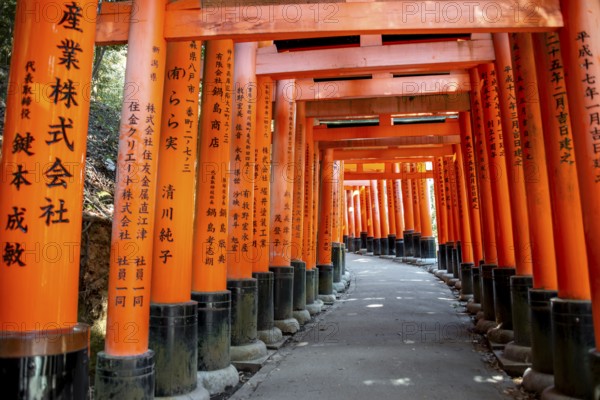 Walk through hundreds of red traditional torii gates, Fushimi Inari Taisha, Shinto Shrine, Fushimi Inari-taisha Okusha Hohaisho, Kyoto, Japan