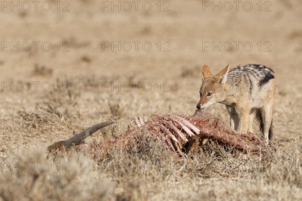 Black-backed jackal (Lupulella mesomelas), adult, feeding on skin and carcass of a common eland (Taurotragus oryx), Kgalagadi Transfrontier Park, Northern Cape, South Africa