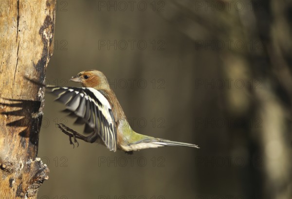 Chaffinch (Fringilla coelebs) male in flight, approach to forage wood, winter feeding, Allgäu, Bavaria, Germany, Allgäu, Bavaria, Germany