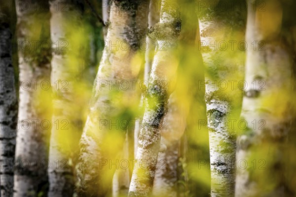 Birch stems through yellow leaves, birch (Betula), forest, Sweden