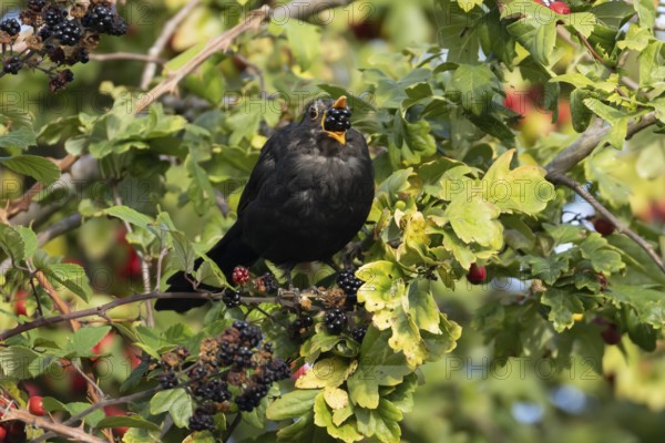 Eurasian blackbird (Turdus merula) adult male bird feeding on a blackberry in a hedgerow in the summer, England, United Kingdom