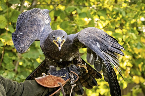 Eagle with open beak and spread wings on a branch surrounded by leaves, The steppe eagle (Aquila nipalensis) Wörlitz, Saxony-Anhalt, Germany