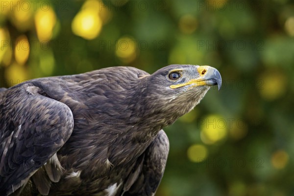Close-up of an eagle looking into the distance with blurred green-yellow background, The Steppe Eagle (Aquila nipalensis) Wörlitz, Saxony-Anhalt, Germany