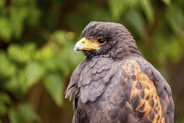Close-up of a raptor with intense gaze and bright orange-gold eyes surrounded by green vegetation, The Desert Buzzard (Parabuteo unicinctus) Wörlitz, Saxony-Anhalt, Germany