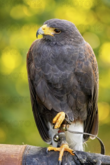 A majestic bird of prey sits attentively, with a sharp yellow beak and dark plumage against a blurred green background, The Desert Buzzard (Parabuteo unicinctus) Wörlitz, Saxony-Anhalt, Germany