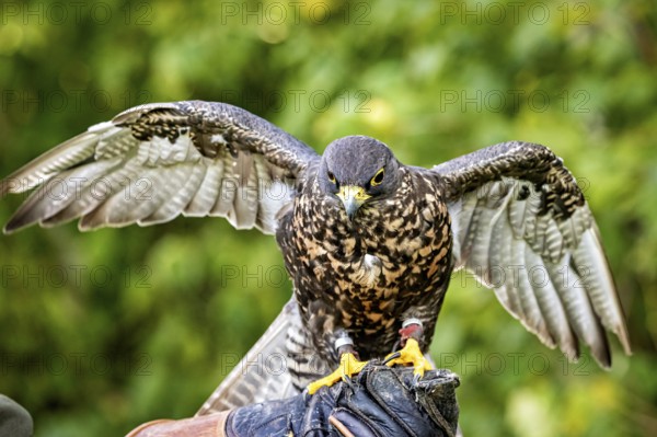 A falcon sits on a glove with its wings spread out, surrounded by green nature, The saker falcon on one hand (Falco cherrug) Wörlitz, Saxony-Anhalt, Germany