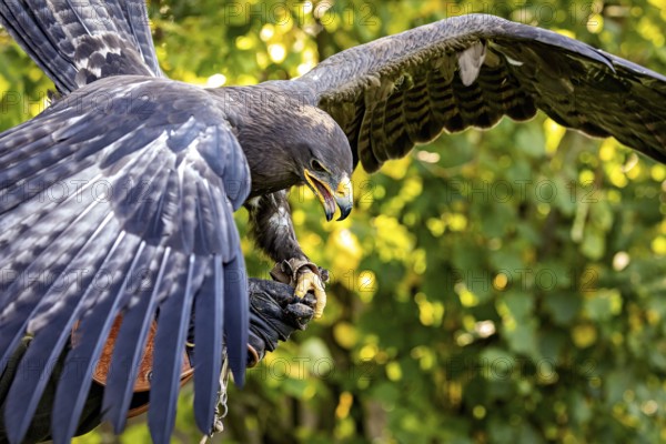 Flying eagle with spread wings grabbing prey against a green background, The Steppe Eagle (Aquila nipalensis) Wörlitz, Saxony-Anhalt, Germany