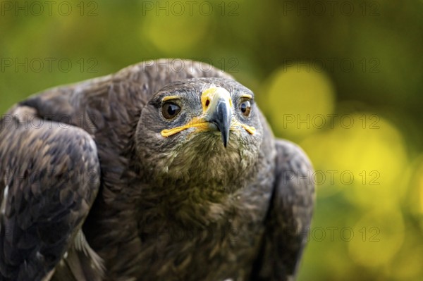 Close-up eagle with straight gaze and blurred background in shades of green, The Steppe Eagle (Aquila nipalensis) Wörlitz, Saxony-Anhalt, Germany