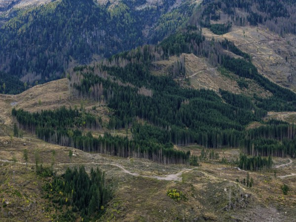 Logging, clearing, clearcut, timber industry, logging, mountain landscape, aerial view, autumn, cloudy, Paneveggio, Trentino, Dolomites