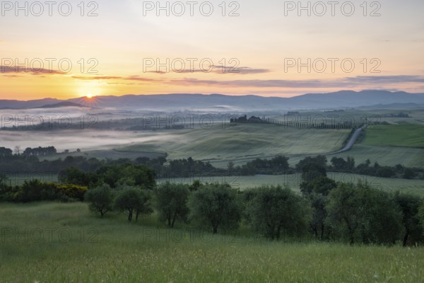 Poggio Covili estate with cypress alley (Cupressus) at sunrise, near San Quirico d'Orcia, Val d'Orcia, Siena Province, Tuscany, Italy