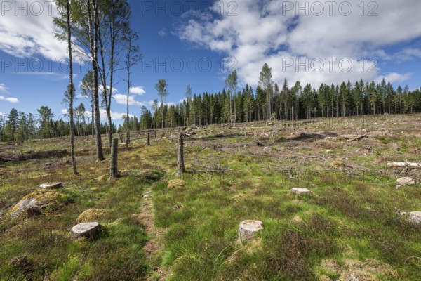 Cleared forest area, forestry, timber trade, near Sunne, Sweden