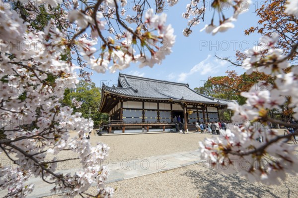 Blooming cherry trees, Kondo main hall of Ninna-ji Temple, Buddhist temple complex, Kyoto, Japan