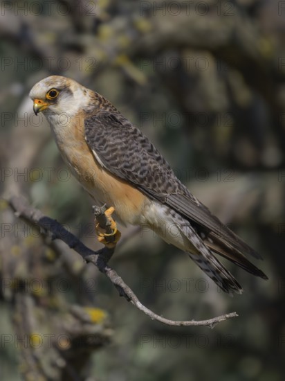 Red-footed falcon (Falco vespertinus), adult female sitting, Kiskunság National Park, Hungary