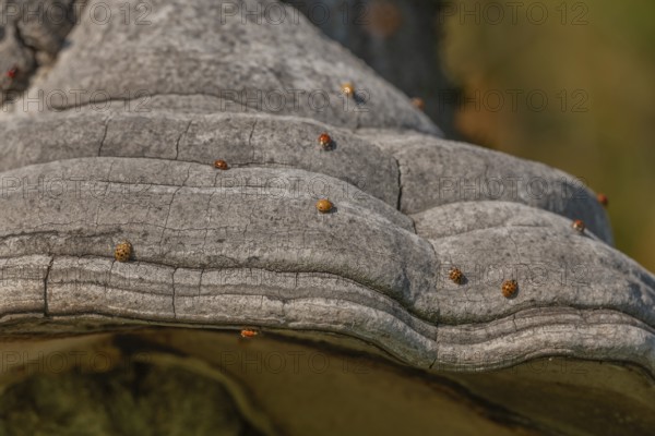 Mushroom grows on the bark of an old tree in a green forest. The sun shines through the leaves and creates a peaceful atmosphere. Invasion of Asian ladybugs. Bas Rhin, Alsace, France