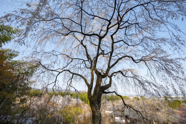Blooming cherry trees Sogenchi Teien Japanese Garden, Tenryu-ji, Zen Buddhist temple complex, Sagatenryuji Susukinobabacho, Kyoto, Japan