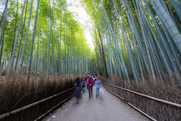 Visitors on their way through bamboo forest, motion blur, long exposure, towering bamboo stems in Arashiyama bamboo forest, Kyoto, Japan