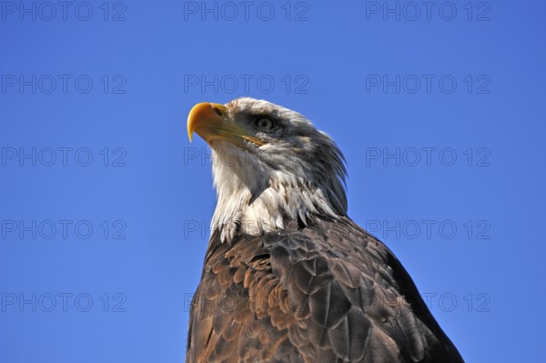 Bald eagle (Haliaeetus leucocephalus) against blue sky, public air show, Cologne, North Rhine-Westphalia, Germany