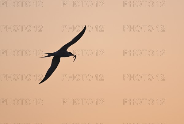 Flying common tern (Sterna hirundo) in the evening light, Texel, North Holland, the Netherlands