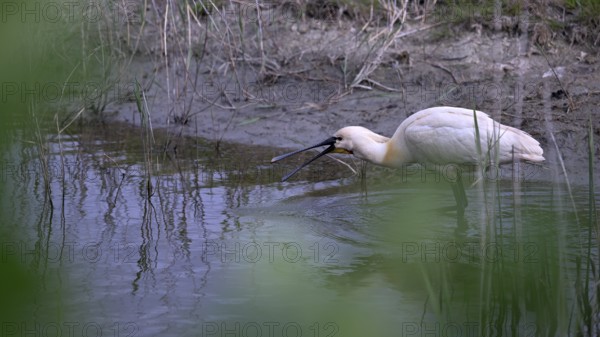 Spoonbill (Platalea leucorodia) looking for food in shallow water with drops of water in its open beak. Texel, North Holland, Netherlands