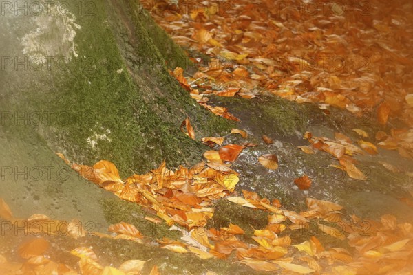 Beech (Fagus) leaves, close-up, alienation, in autumn, North Rhine-Westphalia, Germany