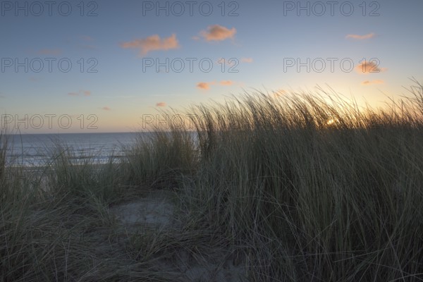 Dune landscape with beach grass on the North Sea, Texel, North Holland, Netherlands