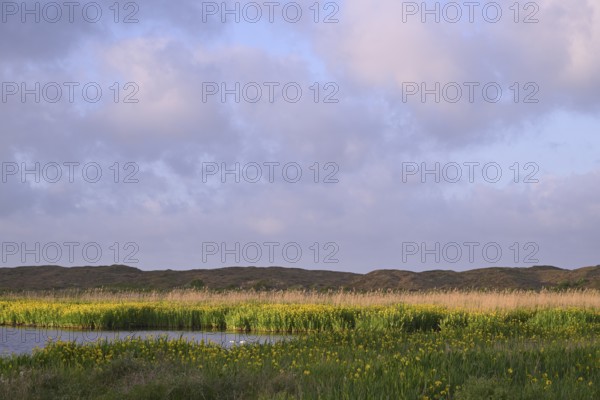 Blooming marsh iris (Iris peudacorus) in the wetland in dune landscape, Texel, North Holland, the Netherlands