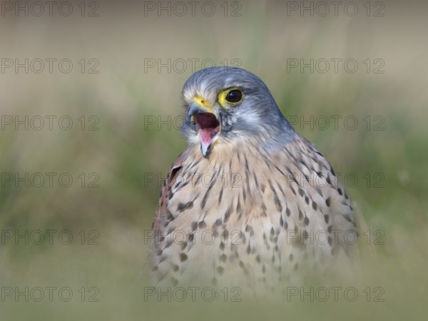 Yawning male Common Kestrel (Falco tinnunculus), Berlin, Germany