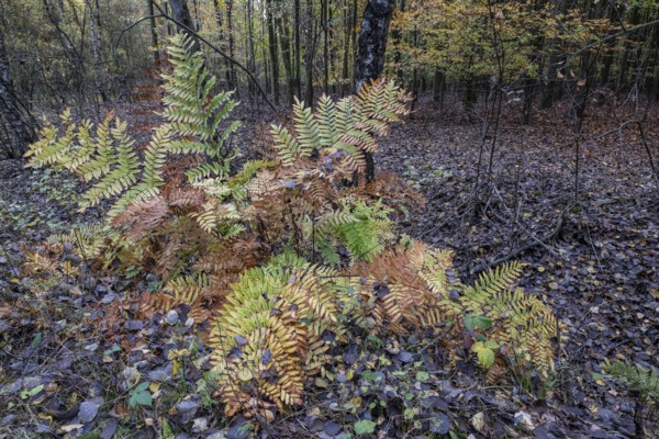 Royal fern (Osmunda regalis) in autumn leaves, Emsland, Lower Saxony, Germany