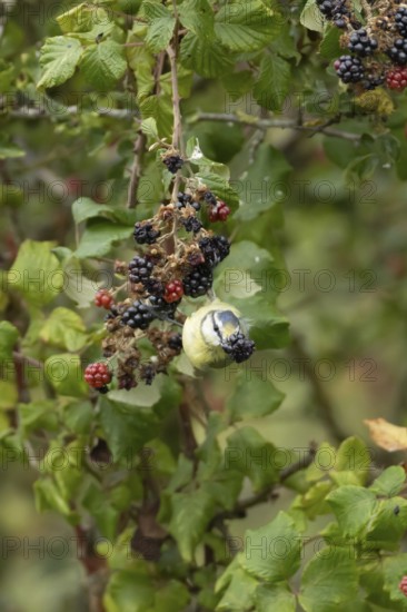 Blue tit (Cyanistes caeruleus) adult bird in a hedgerow feeding on blackberries in summer, England, United Kingdom