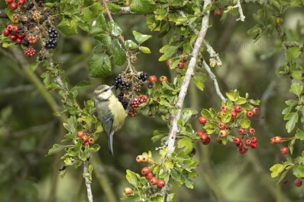Blue tit (Cyanistes caeruleus) adult bird in a hedgerow on blackberries in summer, England, United Kingdom