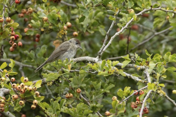 Eurasian blackcap (Sylvia atricapilla) adult female bird in a Hawthorn hedgerow with red berries in summer, England, United Kingdom