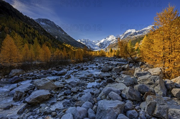 River, larch forest, autumn color, autumn, mountains, glaciers, morning light, Morteratsch Valley, Morteratsch Glacier, Engadin, Switzerland