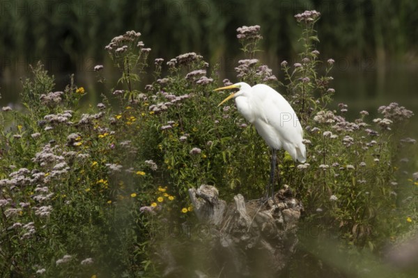 Great white egret (Ardea alba) adult bird on a tree stump amongst summer flowers, England, United Kingdom