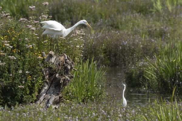 Great white egret (Ardea alba) adult bird on a tree stump amongst summer flowers looking down at a Little egret (Egretta garzetta) in a lake, England, United Kingdom