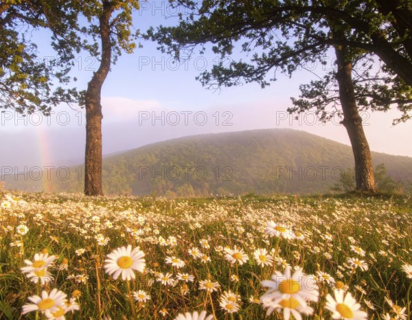 A sunlit meadow with daisies against a forest backdrop under a blue sky, Late summer country landscape with daisies meadow and sunbeams, forest in blurred background, hilly landscape in sunrise or sunset, tranquil nature template or poster for beauty of nature, AI generated
