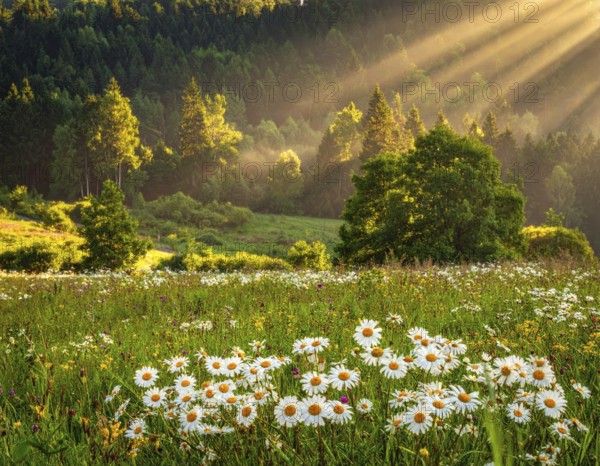 A sunlit meadow with daisies against a forest backdrop under a blue sky, Late summer country landscape with daisies meadow and sunbeams, forest in blurred background, hilly landscape in sunrise or sunset, tranquil nature template or poster for beauty of nature, AI generated
